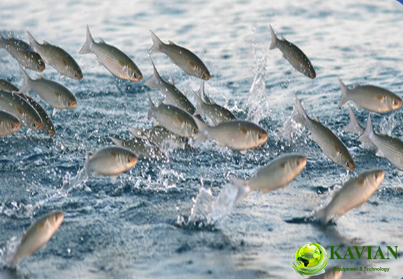  دیفیوزر پرورش ماهی  